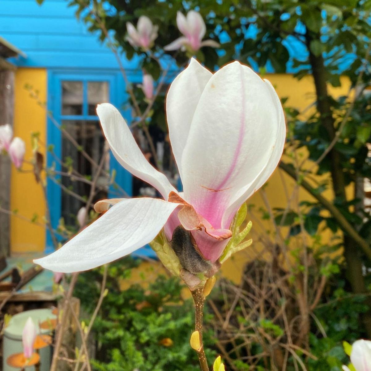 In De Aap - Appartementen & Guesthouse Bergen Zewnętrze zdjęcie